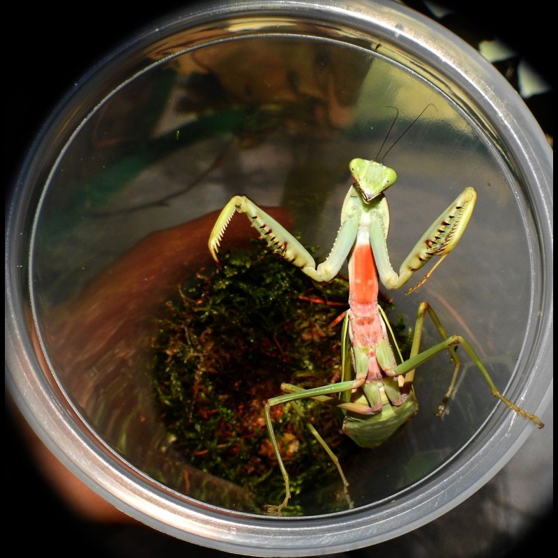 Mantis Enclosure 5 x 1000 ml L size + Free mantis